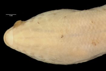Media type: image;   Herpetology R-39246